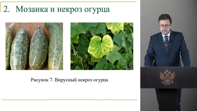 Горяников Ю.В. 4 курс 35.03.04 Агрономия. Вредители и болез?