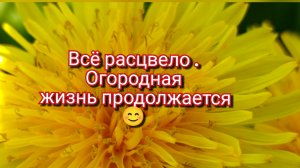 18-05-2025 Всё расцвело.Огородная жизнь продолжается 😊