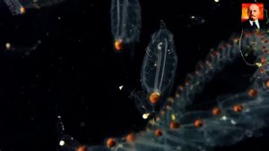 Ужасающий морской паразит, который стал прообразом Чужого