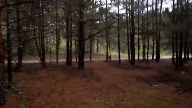 Охота На Сиреноголового ! Он Скрывается В лесу ! Гигантский SCP Попался на Камеру ! Siren Head смотреть онлайн