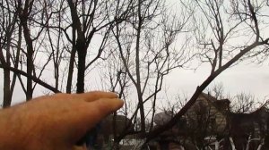 Обрезка высокого абрикоса с сохранением урожая.