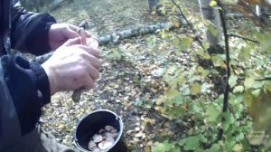 В лес за волжанками. Ищем грибы для соления. Собираем волжанки. Никологоры. Маловская  19.09.2021