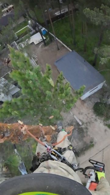 Спил дерева в стеснённых условиях. Иркутск и область 8- смотреть онлайн