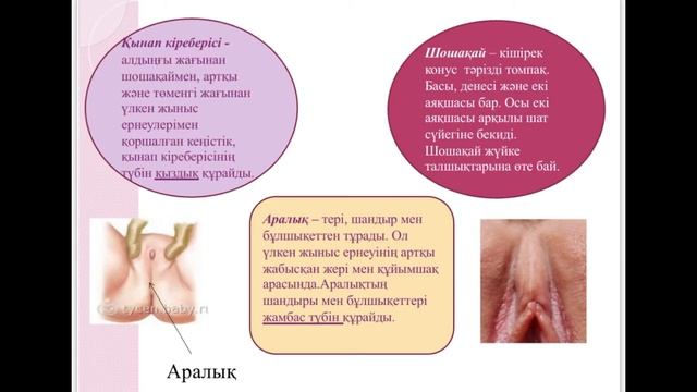 Жыныс үлкен жамбас