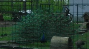 Павлин поднимает хвост