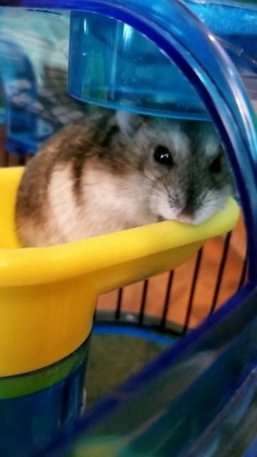 How Russian Dwarf Hamster Vitaminka Sharpens Teeth Chewing Plastic Джунгарский Хомя?