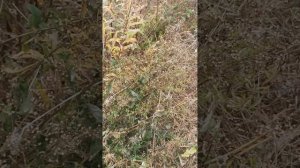 Норичник - самый лучший многолетний медоноц и ещё немн