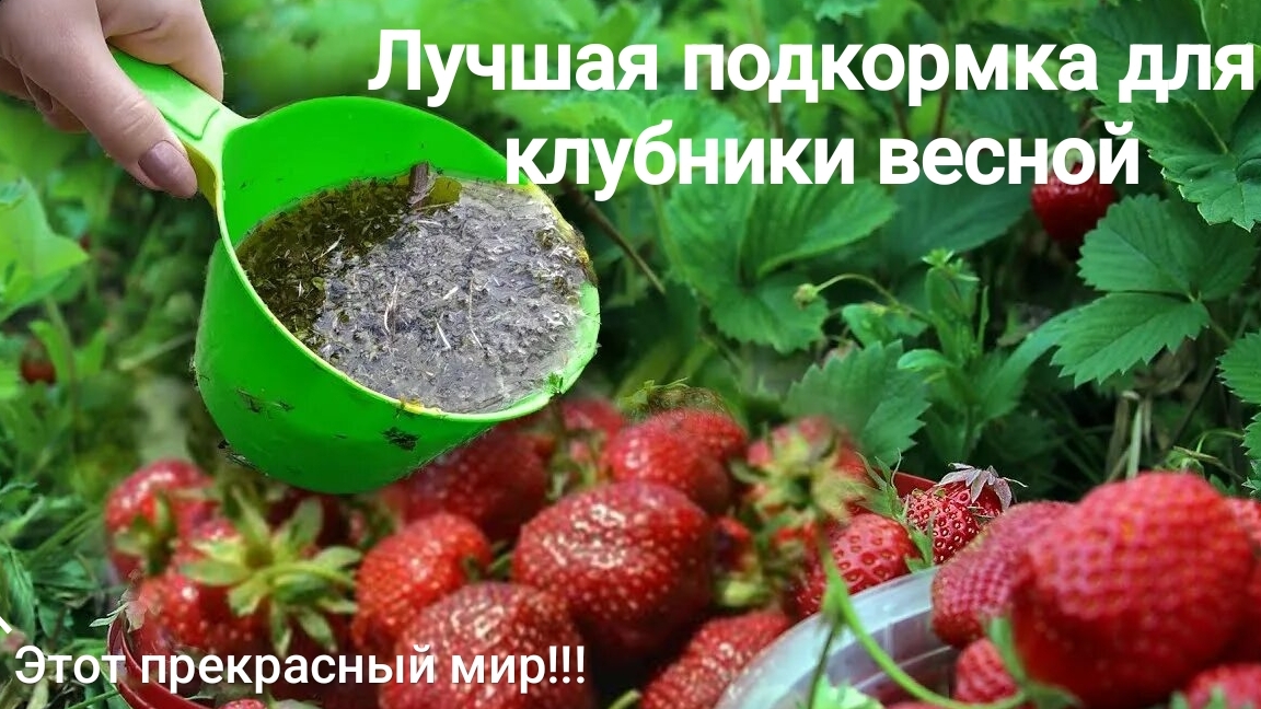 Лучшая подкормка для клубники весной!!!