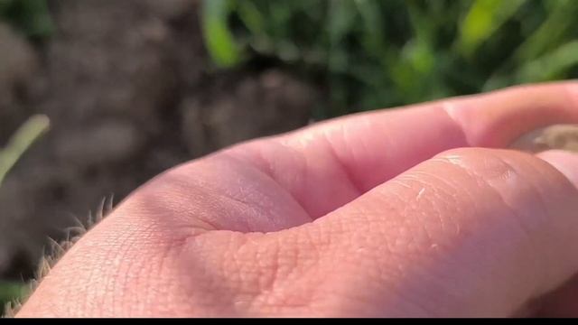 XP orx первый выход.#metaldetecting#находки#монеты# смотреть онлайн