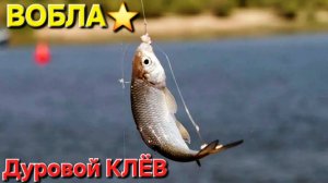 🔥ВОБЛА дуром клюёт🔥 на ВОЛГЕ в Астрахани - 2025! По Две за РАЗ !!