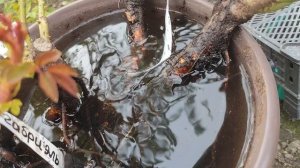 Пришли розы 30 марта, открыла 8 мая.