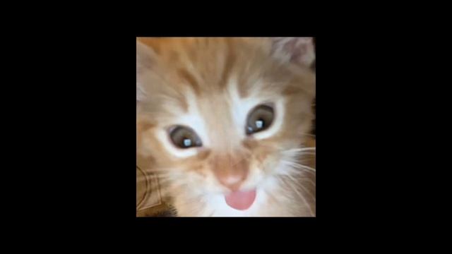 валентин стрыкало – рустем (sped up)