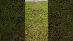 Работа газонокосилки Skiper по густой траве на неровном ?