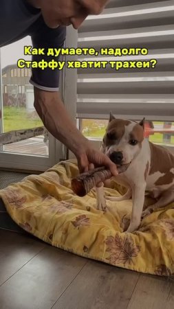 Какие лакомства давать стаффу? #суперсобака #puppy #pitbull #pets #humor #americanbully #амстафф