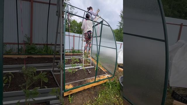 Установка теплицы»КАПЕЛЬКА» часть 10 👊#огородублизня смотреть онлайн