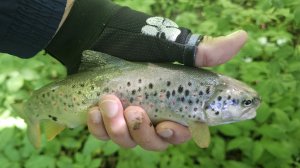 Трофейная форель.#trout