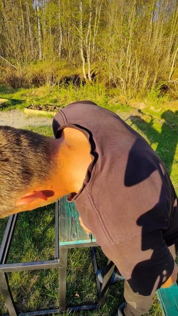 Как закрепить деревянные ступенки лестницы ?) смотреть онлайн