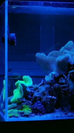 Как выбрать объём морского аквариума? Почему 100 литров  хороший старт 🌊