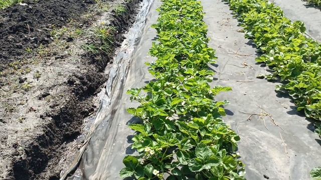 Чем подкормить клубнику во время плодоношения и налива ягоды, удобрение Еврохим 6-14-35
