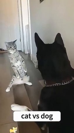 Don’t Mess with This Cat, Doggo! #cat