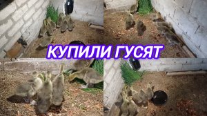 КУПИЛИ ГУСЯТ. ПРИГОТОВИЛИ ИМ ЖИЛЬЁ. НАКОРМИЛИ НОВЫХ ЖИЛЬЦОВ