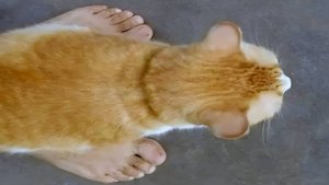 Приколы с котами! Смешные коты - Самые смешные животные С ОЗВУЧКОЙ! Ржака!!