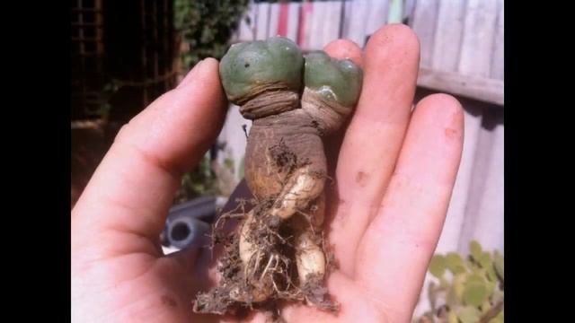 Пересадка моей Lophophora Williamsii в местный грунт.