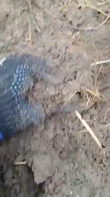 Поиск монет на старинном пруду часть 8 /// X-Terra 705 #топ #тр смотреть онлайн