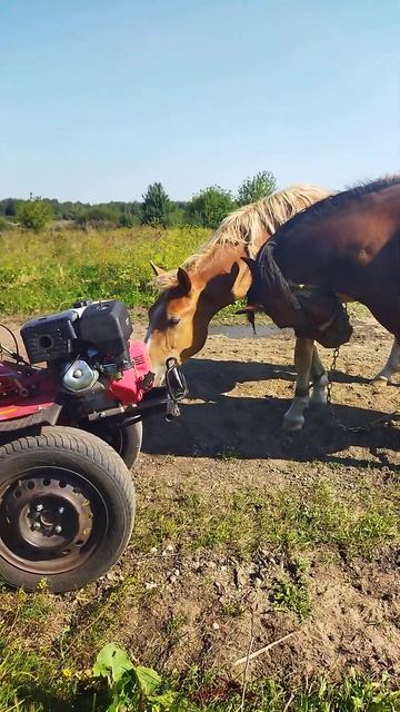 лошади интересуются мотоблоком#shorts смотреть онлайн