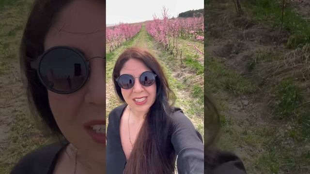 Персиковый сад. Железнодорожное. Бахчисарайский район. Крым 🌸 смотреть онлайн