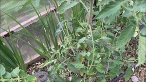 Первый огурчик!