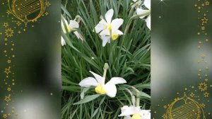Цветы весны. 2025г. Тюльпаны, нарциссы, флокс, Вероника дубравная. Видео из личного архива автора.