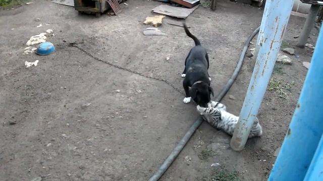 Кот-шоу: Jui Jitsu Cat vs Dog Fight -Кот мастер Джиу Джитсу vs Собак?