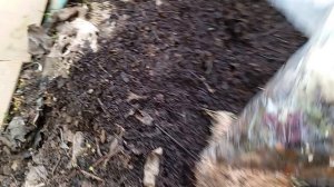 Переработка листвы червями дендробена