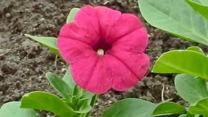 Увеличение зелёной массы у петуний: простые способы улучшения роста