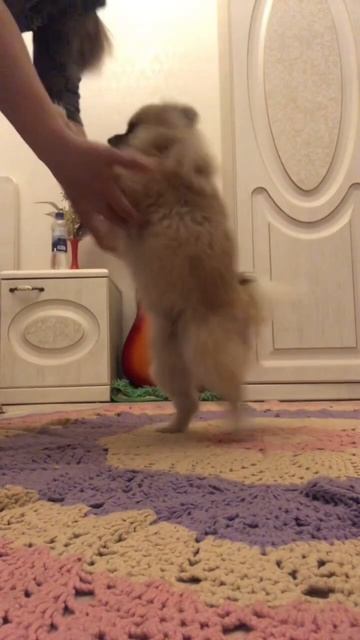 Пляшущий шпиц Лаки смешныеживотные шпиц танцышманцы смешныевидео