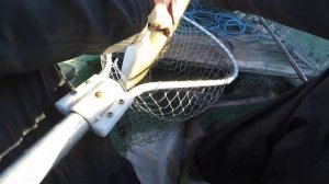 КАК ПОЙМАТЬ СУДАКА? Силиконовые приманки на судака