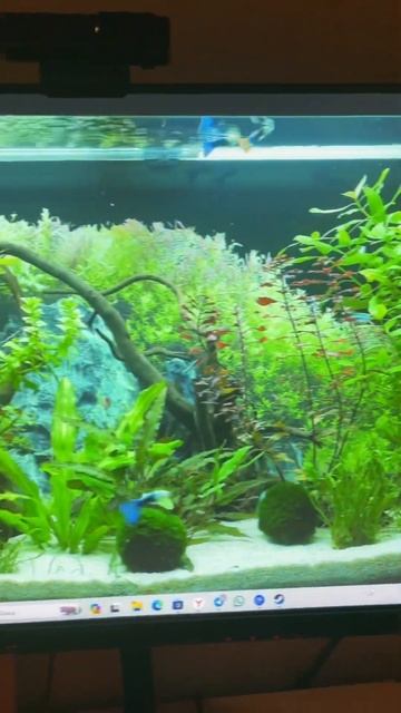 Я нашел самые лучшие живые обои смотреть онлайн