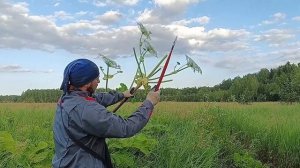Мини коса - оружие против борщевика. Как пользоваться.