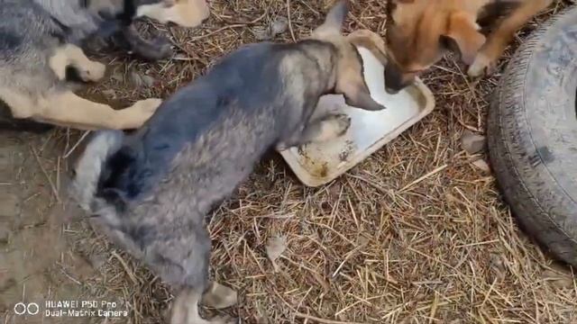 Ясельно подготовительная группа приюта# puppy #помощь #т? смотреть онлайн