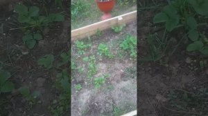 кошачий наполнитель для грядок