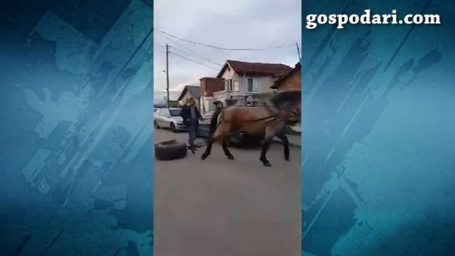 Роми мъчат кон, карат го да тегли непосилен товар (ВИДЕ смотреть онлайн