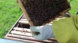 состояние бакфаст PJ на 17 мая