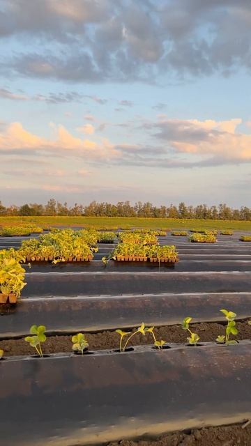 Посадка кассетной рассады #земля #strawberry #клубника #пол? смотреть онлайн