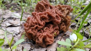 Грибники в шоке от таких грибов! Строчковый клондайк! Не изведанные места.