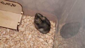 Что нужно купить для хомяка (сирийского и джунгарског?