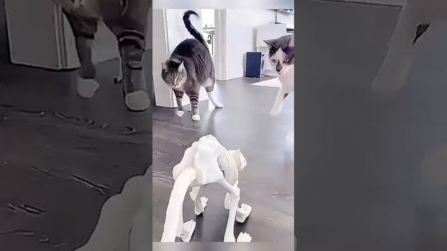 Cats favorite toys #haha #funny #funnyanimal #funnyvideo