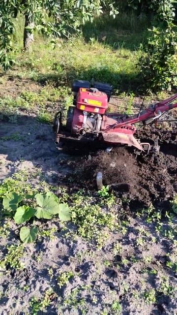 #мотоблок #мотокультиватор #farming #лето смотреть онлайн