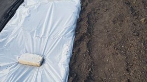 Подготовка лунок для дальнейшей высадки арбузов и дынь 2025 год.