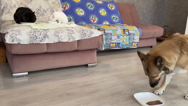 Малютка, Мыр, Марта / Повесили гирлянду / Игры с мячом смотреть онлайн